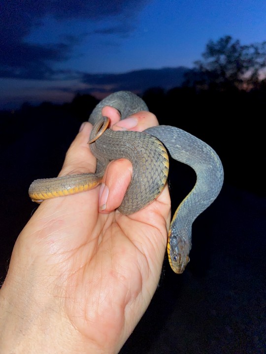 Plainbelly Water Snake
